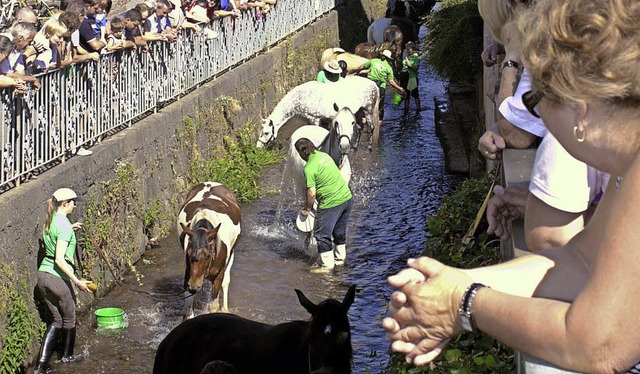 Die Rossschwemme am Sonntag wird siche...le Besucher zum Kirchbergfest locken.   | Foto: Adrian Hofmann