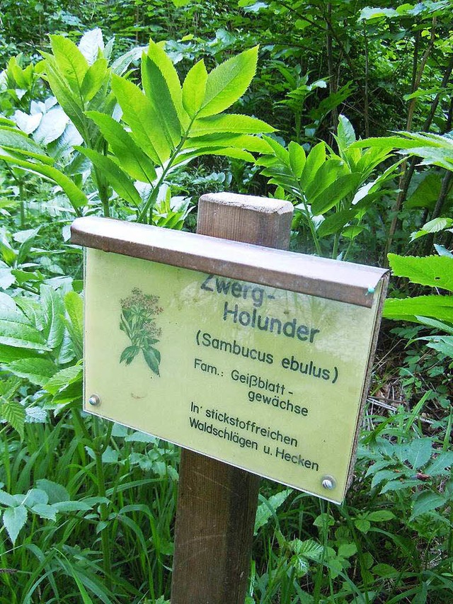 Schilder informieren ber die Pflanzen am Lehrpfad.  | Foto: Jutta Binner-Schwarz