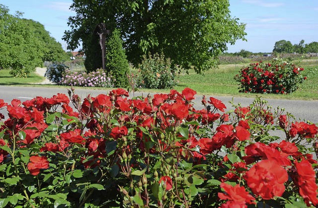 Wyhl. Traumhaft schones Rosenmeer in der auch das Wegkreuz eingebettet.  | Foto: Roland Vitt