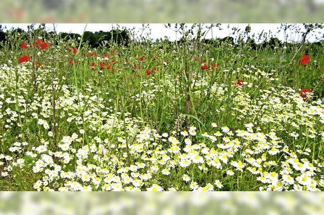 KAMILLE UND MOHN