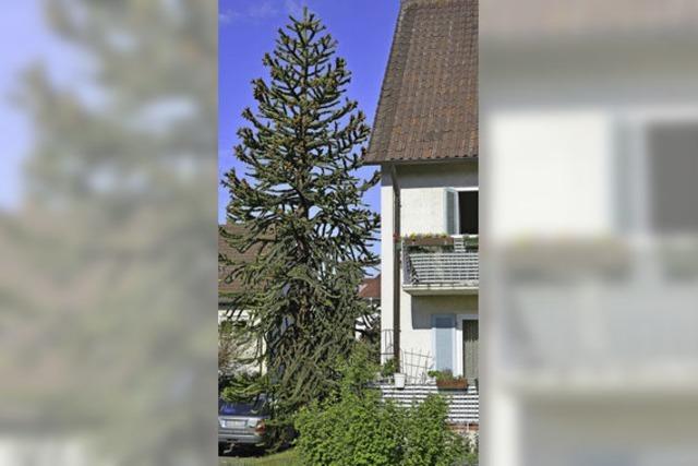 Ein Baum, der Affen Kopfzerbrechen bereitet