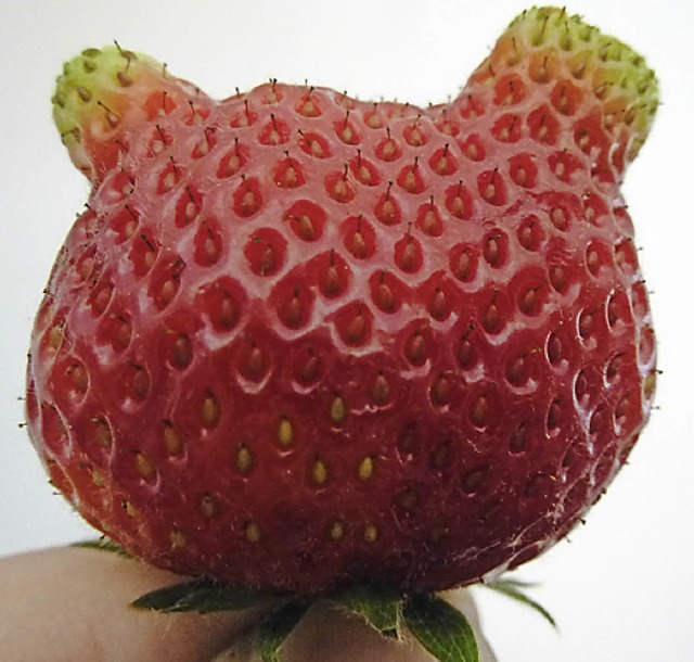 Erdbeere  | Foto: Peter Stellmach
