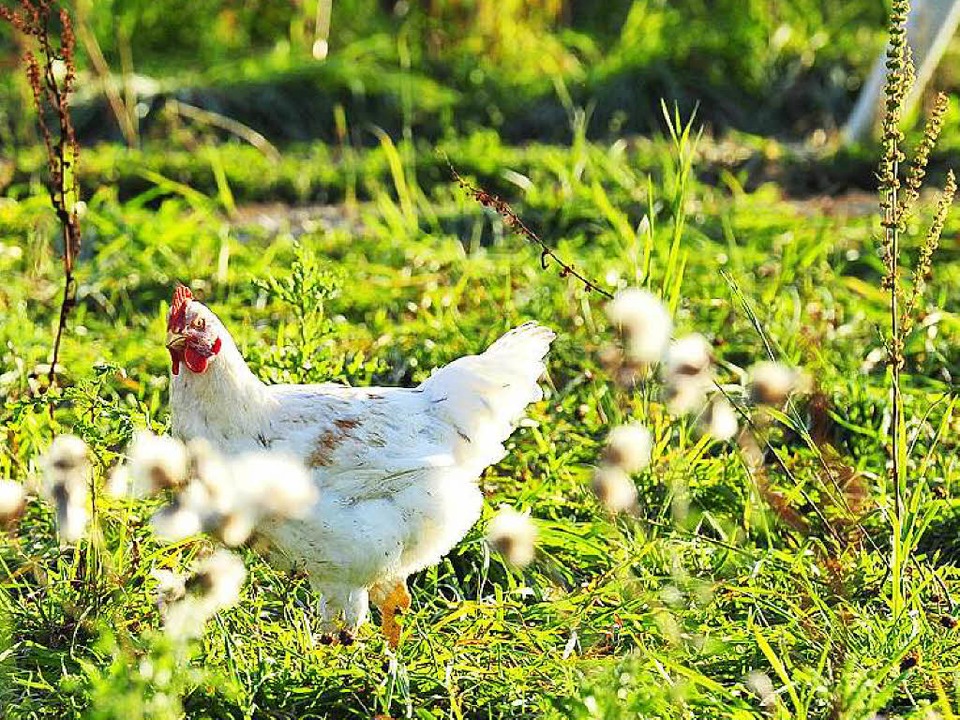 Bio Verbande Buhlen Um Die Bauern In Sudbaden Sudwest Badische Zeitung