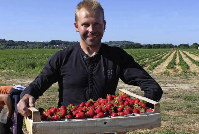 20 Tonnen Erdbeeren werden auf Harald Wochners Hof jedes Jahr gepflckt.   | Foto: Lara walter