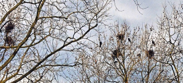 Die Platanen und   die Saatkrhe rgern viele Anwohner.    | Foto: SENF