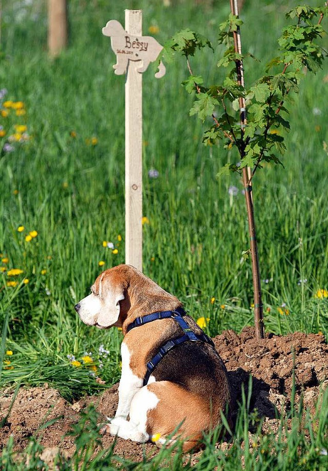 Hund am Grab   | Foto: dpa