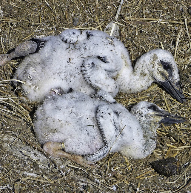 Noch sehr klein sind die jngst in Herbolzheim beringten Jungstrche.   | Foto: Wolfgang Hoffmann