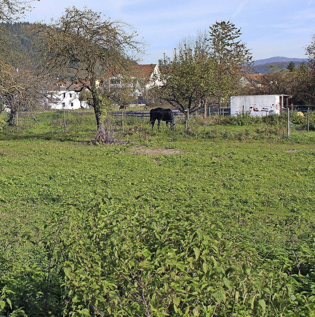 Die  Erschlieungskosten frs Gebiet  Brhl wurden im Mai kalkuliert.  | Foto: Anja Bertsch