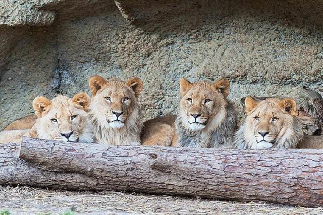 Was ist aus den Löwenbabys vom Basler Zoo geworden?