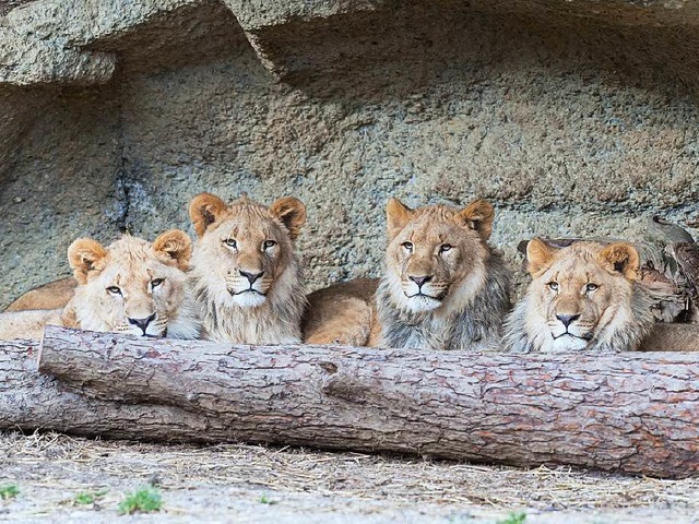 Die vier Lwenjungen aus dem Zolli wurden  nach Tschechien und Dnemark gegeben.  | Foto: Zoo Basel
