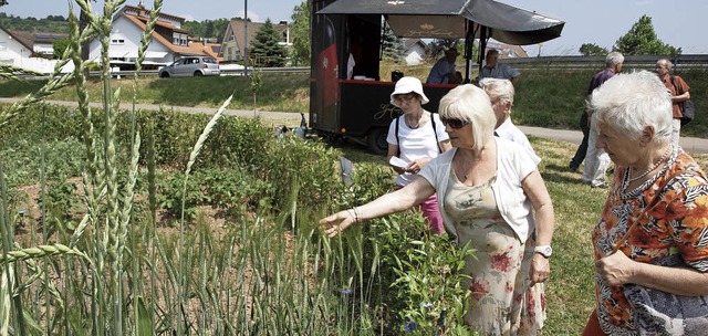 Edeltraud Kunzer zeigt Besuchern, was ...rbolzheimer Schaugarten alles wchst.   | Foto: Michael Haberer