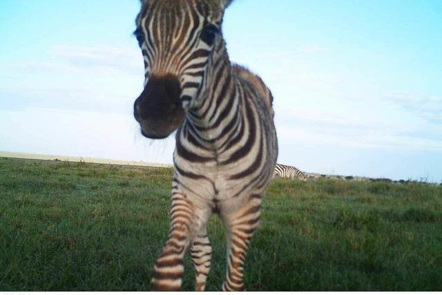 Fotos: Tier-Selfies aus der Serengeti