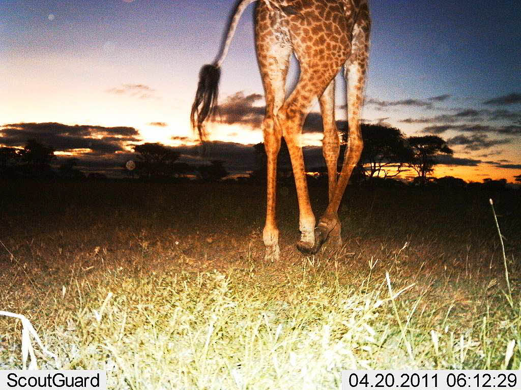 Ein Einblick in das Leben afrikanischer Wildtiere, wenn niemand in der Nhe ist – 225 Kamerafallen lichteten die Tiere drei Jahre lang ab.