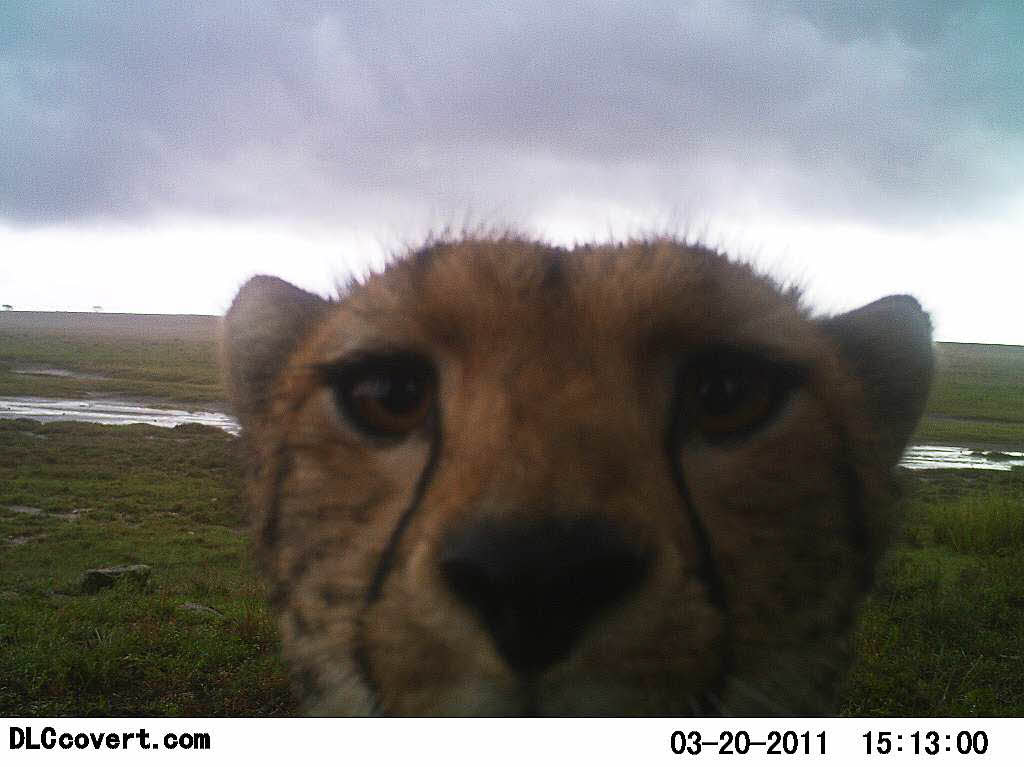Ein Einblick in das Leben afrikanischer Wildtiere, wenn niemand in der Nhe ist – 225 Kamerafallen lichteten die Tiere drei Jahre lang ab.