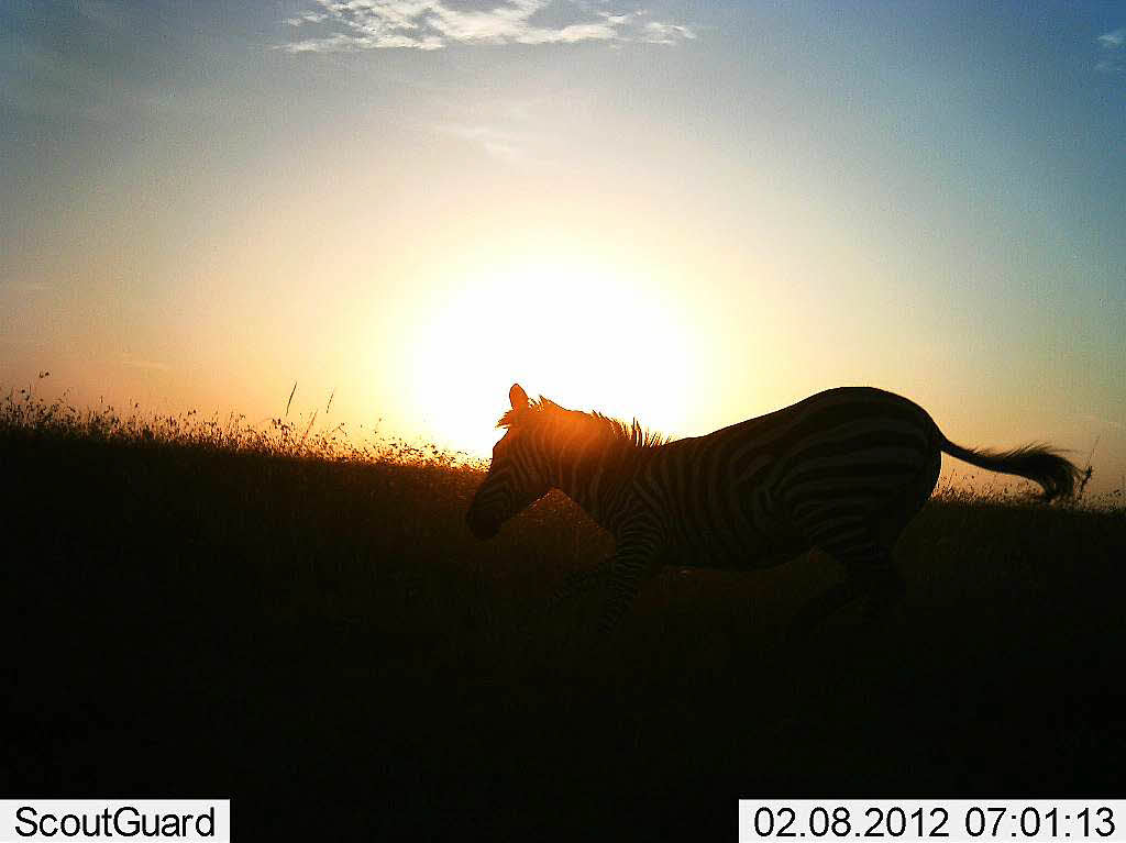 Ein Einblick in das Leben afrikanischer Wildtiere, wenn niemand in der Nhe ist – 225 Kamerafallen lichteten die Tiere drei Jahre lang ab.