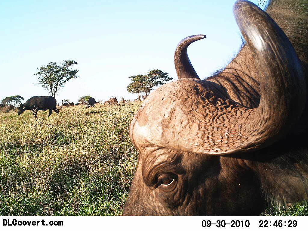 Ein Einblick in das Leben afrikanischer Wildtiere, wenn niemand in der Nhe ist – 225 Kamerafallen lichteten die Tiere drei Jahre lang ab.