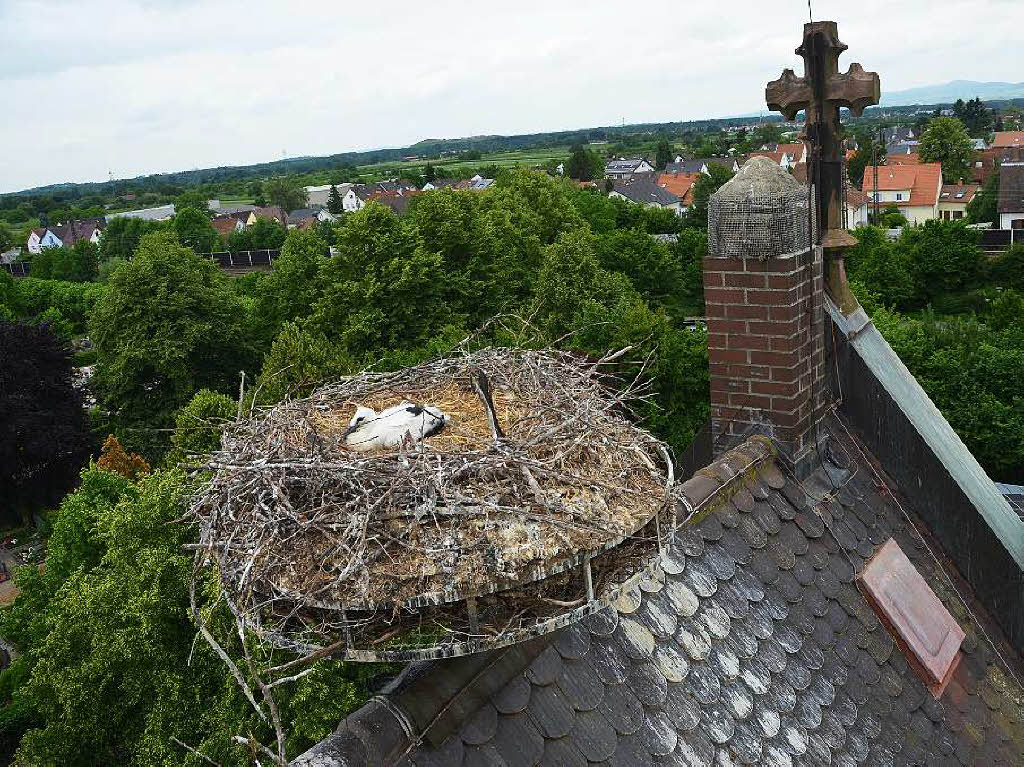 Ein Jungstorch ist in dem Nest  auf dem Dach der evangelischen Kirche in Denzlingen.