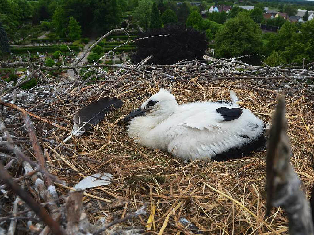 Ein Jungstorch ist in dem Nest  auf dem Dach der evangelischen Kirche in Denzlingen.