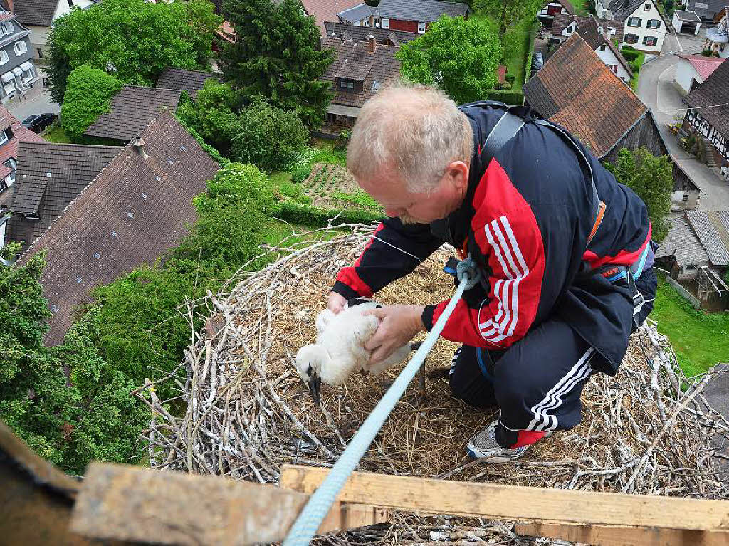 Martin Kury beringt den Storch in dem Nest an dem  Turm  der  evangelischen Kirche in Vrstetten. Bevor er durch das Dachfenster geht, wird er mit Seilen gesichert.