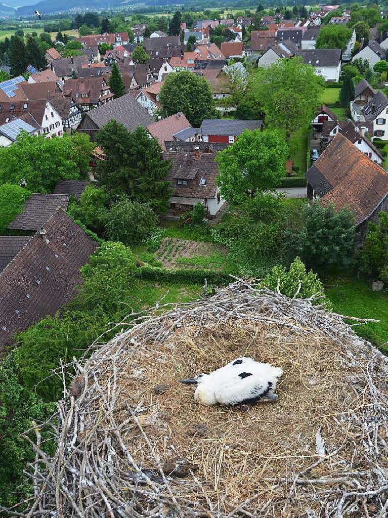 Ein Jungstorch ist im Nest  an  dem  Turm bei  der  evangelischen Kirche in Vrstetten.