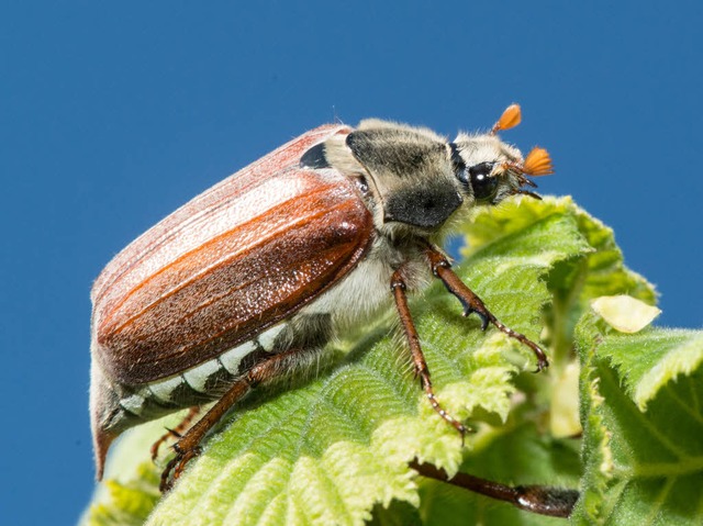 Der Maikfer ist am Kaiserstuhl nahezu verschwunden.  | Foto: dpa