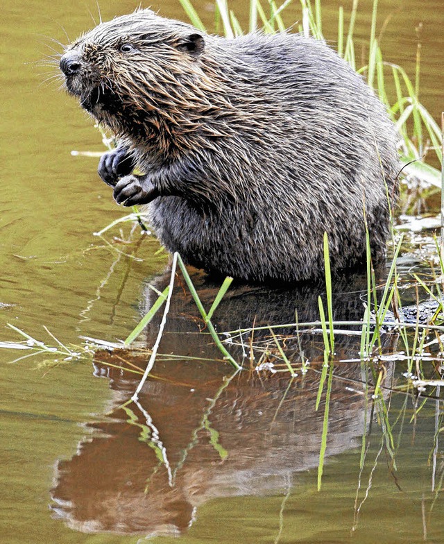 Der Biber wird auch in Weil am Rhein erwartet.  | Foto: dpa