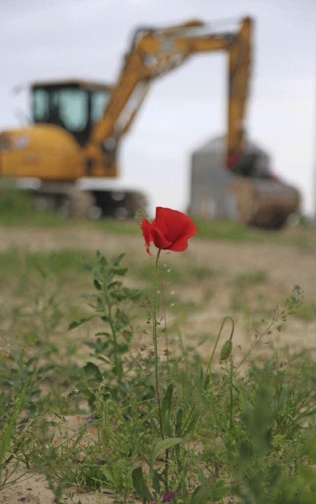 Noch steht der Klatschmohn im Neubauge...Doch bald werden die Bagger anrollen.   | Foto: Michael Saurer