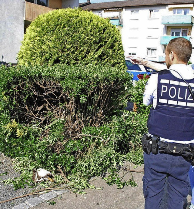 Unbekannte haben sich in Hausen an diesem wertvollen Strauch vergangen.   | Foto: Steinfelder