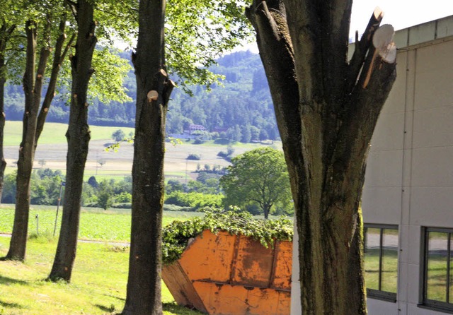 Diese Bume an der Lindenstrae im Bad...ittarbeiten eine Menge Holz verloren.   | Foto: Jrn Kerckhoff