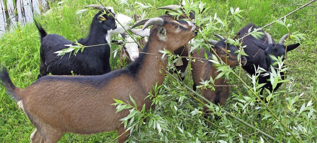 Ziegenhaltung Tongrube Kandern  | Foto: Jutta Schtz