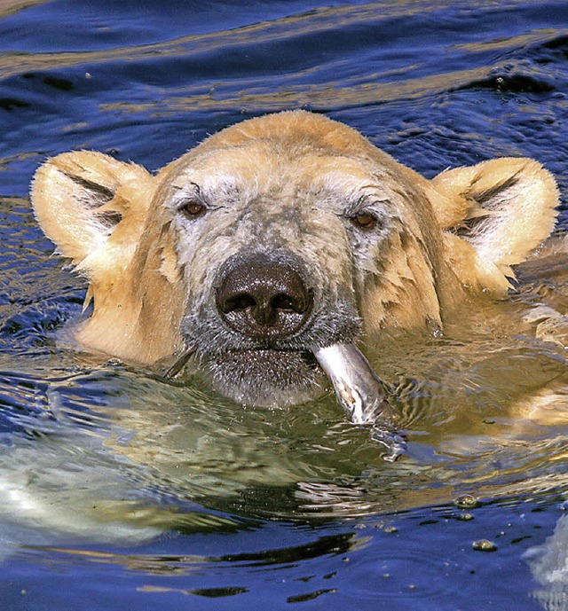 Delfinfreie Kost: Eisbrin Lale im Zoo von Bremerhaven   | Foto: dpa