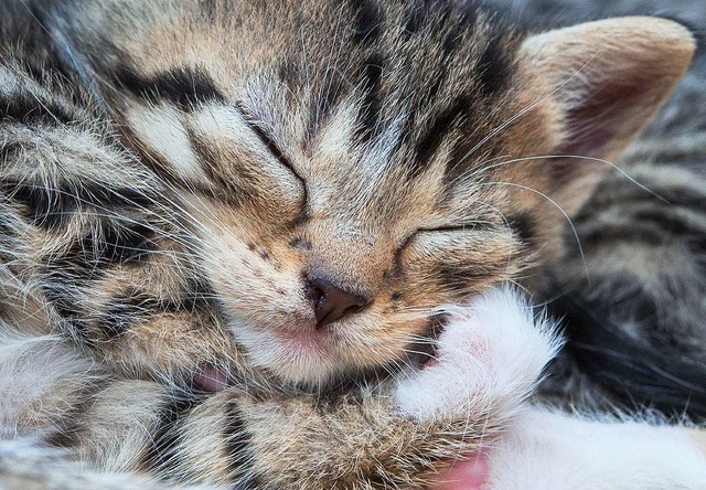 11, 8 Millionen Katzen leben in Deutschlands Haushalten.  | Foto: dpa