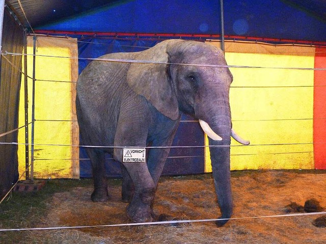 Gehren Elefanten wirklich in den Zirkus?  | Foto: dpa