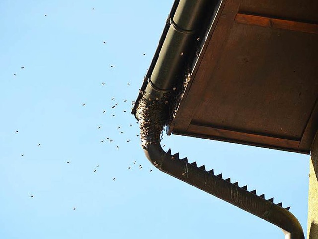 Bienenschwarm in der Altstadt von Bad Sckingen  | Foto: vep