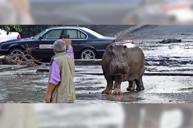 Zootiere auf der Flucht vor den Wassermassen - Nilpferde marodieren durch Tiflis
