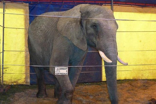 Elefant ttet Rentner im Odenwald - Debatte ber Zirkustiere