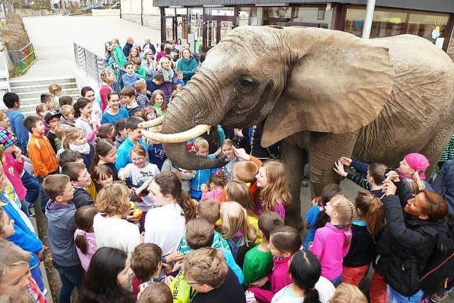 Aggressiver Elefant besuchte 2014 Grundschule in Neustadt