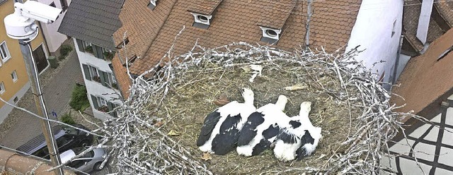 Drei Jungstrche wachsen auf dem Dach der Endinger Kornhalle heran.   | Foto: Stadt Endingen