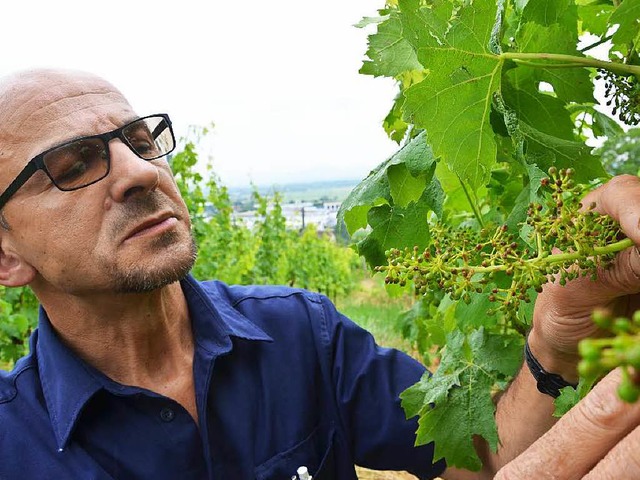 Braun statt grn: Winzer Berthold Nopp...rauben an der Sonnhalde in Denzlingen.  | Foto: Max Schuler