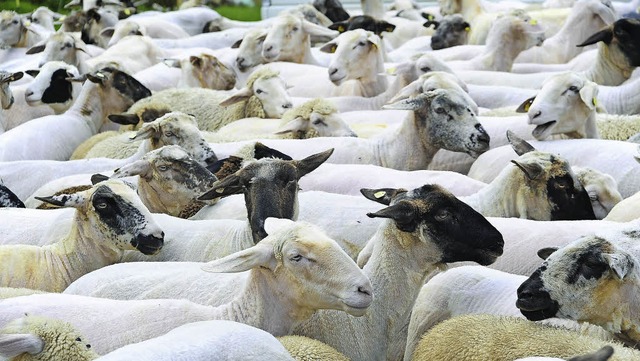 Geschorene Schafe frieren schneller &#...n fr sie durchaus gefhrlich werden.   | Foto: Thomas Kunz