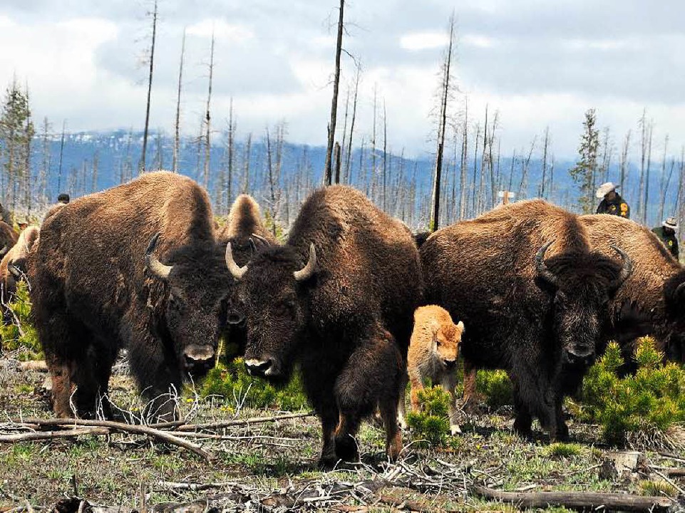 Eine  Bisonherde wird in den Yellowstone-Nationalpark zurückgetrieben.  | Foto: Jens Schmitz
