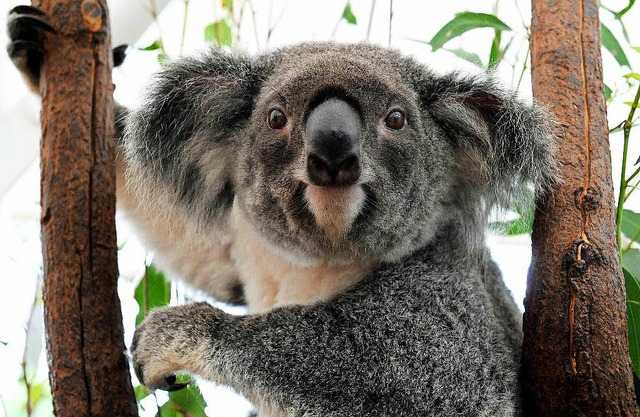 Eigentlich ein friedliches Beuteltier: Der Koala  | Foto: AFP