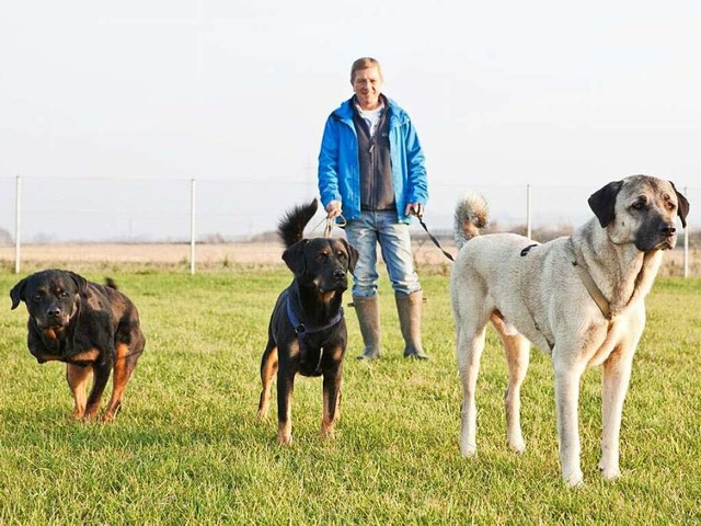 Er setzt auf liebevolle Konsequenz: Thomas Bierer mit seinen Hunden  | Foto: PRIVAT