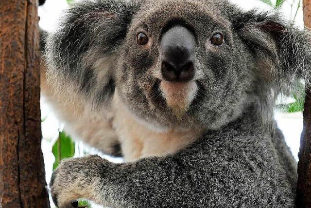 Zu viele Koalas: Die knuddeligste Plage der Welt