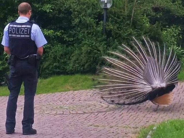 Ein Polizist begutachtet den prachtvollen ausgebxten Pfau  | Foto: Polizei Freiburg