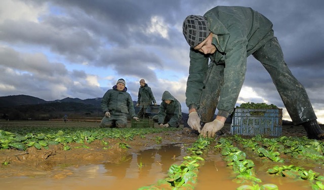 Ernte von Hand, wie hier von Feldsalat...am &#8211; da sind Helfer willkommen.   | Foto: Siegfried Gollrad