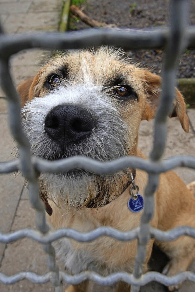 Hund im Tierheim   | Foto: dpa