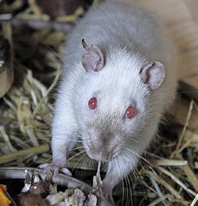 Joe Cocker heit dieser Rattenmann, de... Artgenosse im Tierheim gelandet ist.   | Foto: Privat