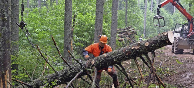 Seilbahn zur Aufarbeitung des Tornadoholzes im Wasserschutzgebiet  | Foto: Ralf Morys