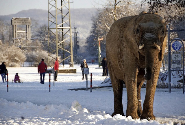 Zweiter Weihnachtsfeiertag 2010:  Elefant Benjamin im  Dreilndergarten   | Foto: Jochen Fillisch